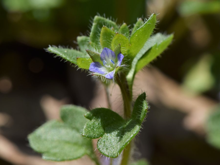 File:Veronica hederifolia kz08.jpg