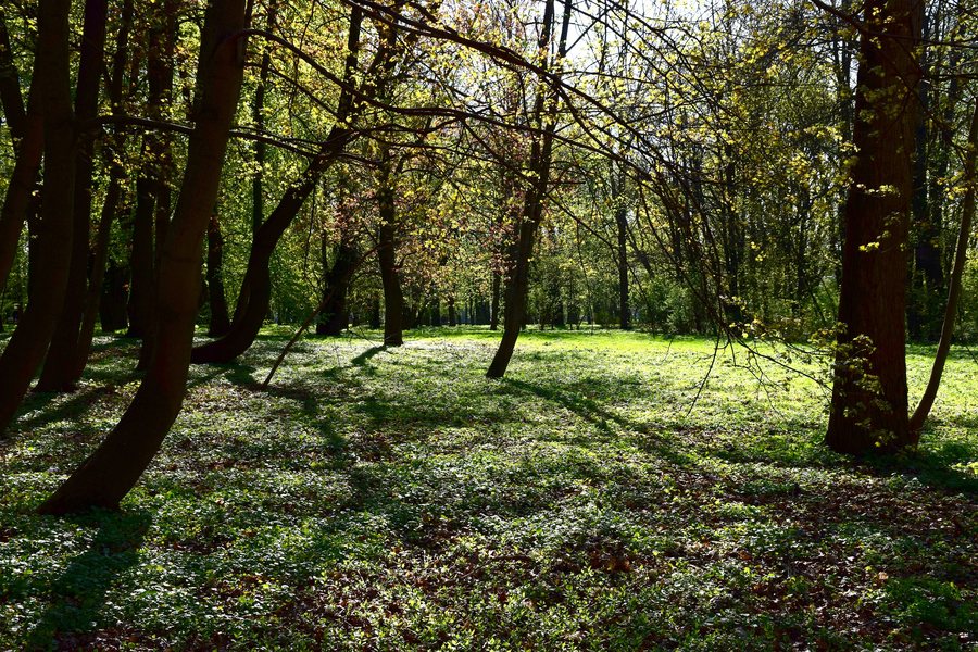 File:Siedlce, Park „Stary”.jpg