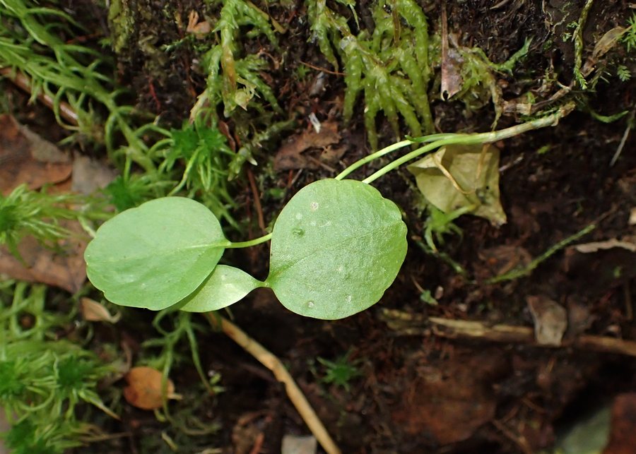 Menyanthes trifoliata seedling in Miodowice by Przybiernów, NW Poland