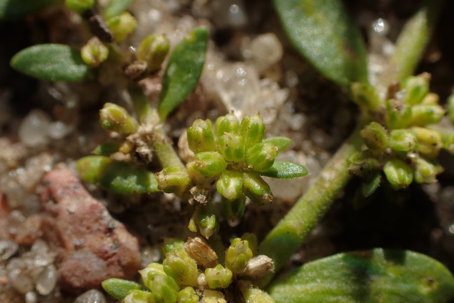 File:Herniaria glabra kz11.jpg