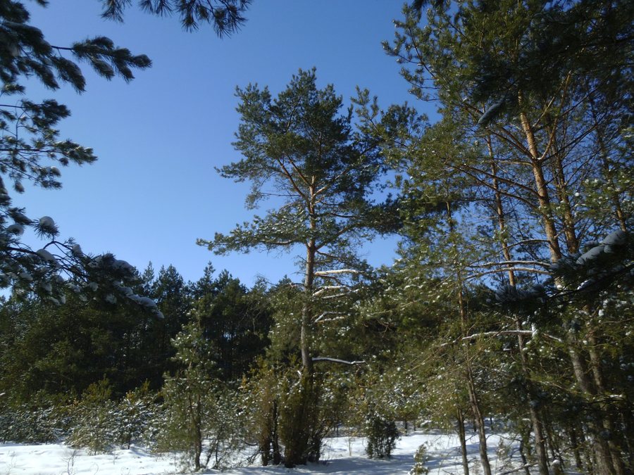 File:Gmina Kadzidło, Poland - panoramio (1).jpg