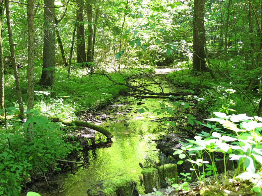 Stream at nature reserve Budzisk, gmina Czarna Białostocka