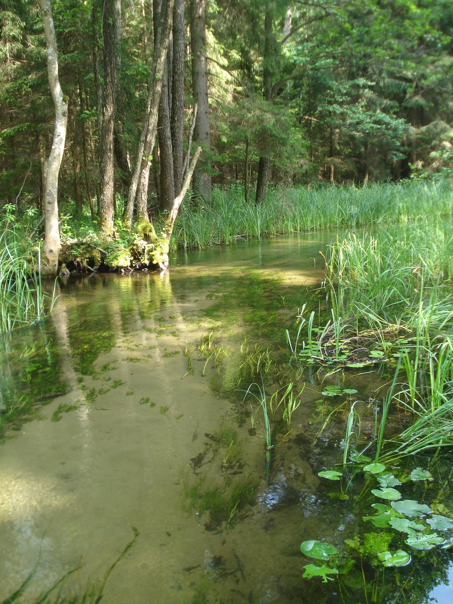 File:Serwy, Puszcza augustowska 1.jpg