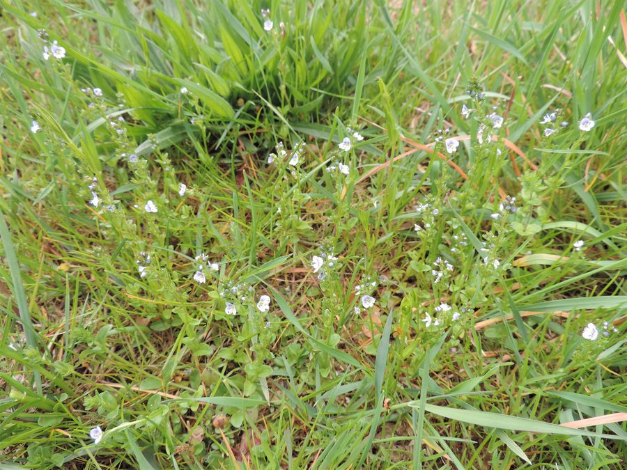 File:Veronica serpyllifolia kz08.jpg