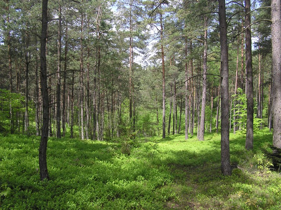 File:Cudowne kaszubskie lasy.JPG