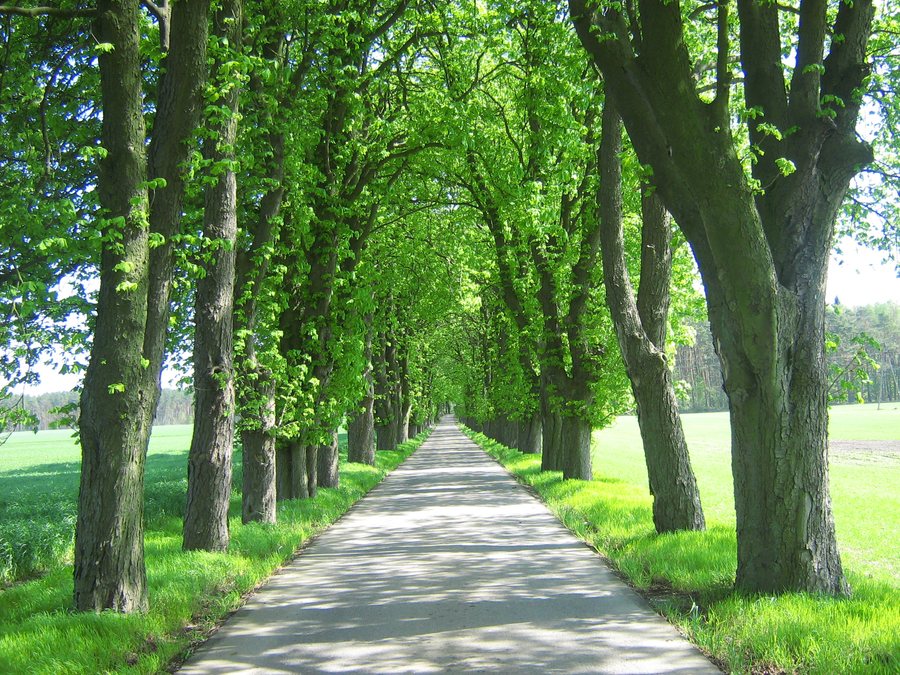File:Łuskowo aleja kasztanowców.jpg