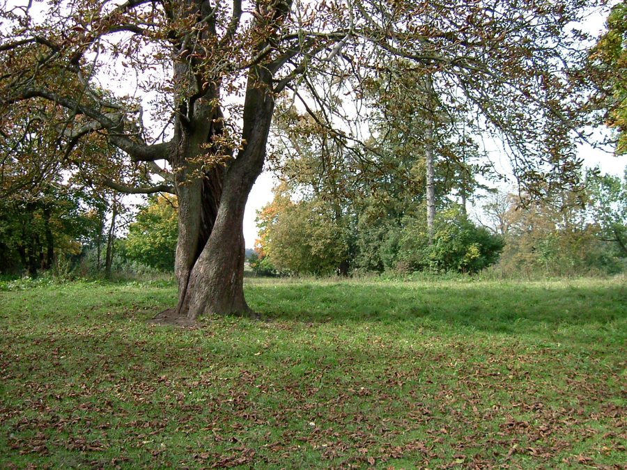 Park stadniny w Kisielnicy