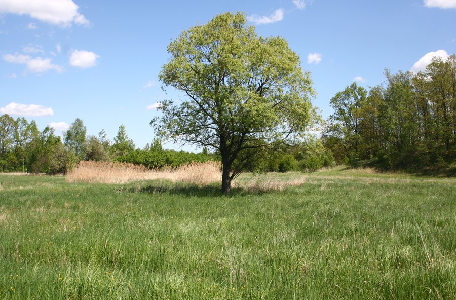 File:Łąki trzęślicowe 15.05 .2022 pl3.jpg
