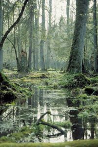 Urwaldstimmung in Podlasie